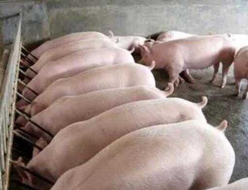 2018年中央一號(hào)文件對(duì)畜牧養(yǎng)殖行業(yè)將帶來(lái)新機(jī)遇！